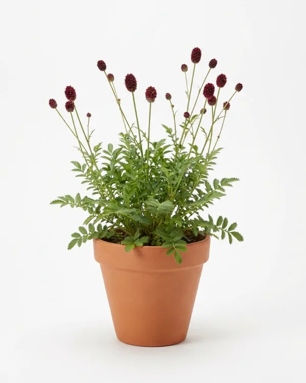 Blodtopp — Sanguisorba officinalis