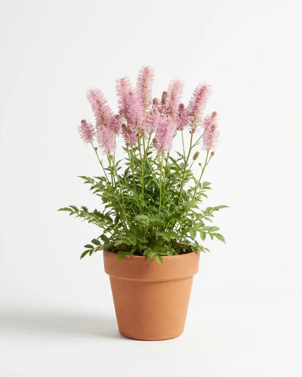 Pimpinell — Sanguisorba 'Pink Brushes'