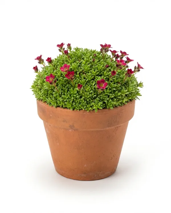 Rosenbräcka — Saxifraga arendsii 'Peter Pan'