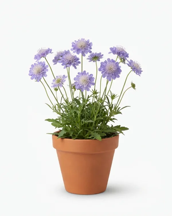 Höstvädd — Scabiosa caucasica 'Perfecta Blue'