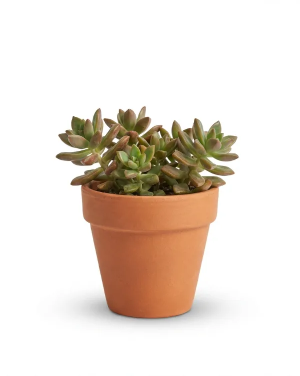 Vit fetknopp — Sedum album 'Murale'