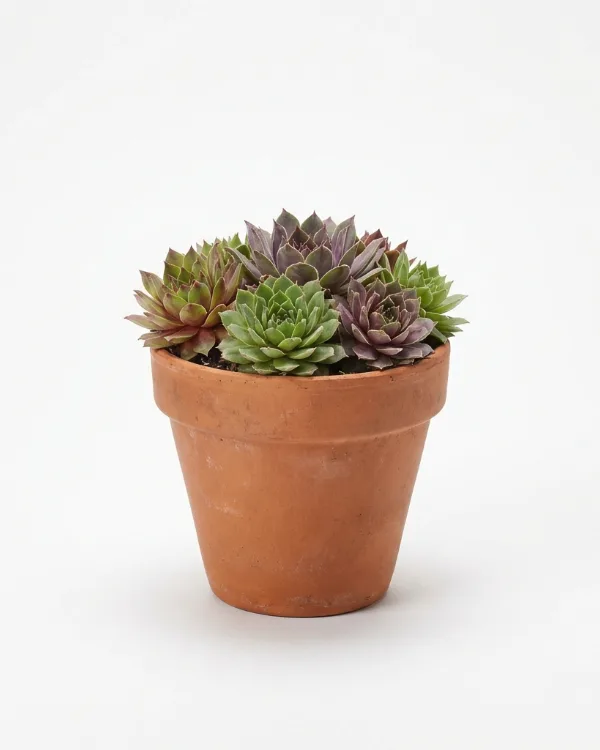 Taklök — Sempervivum blandade sorter