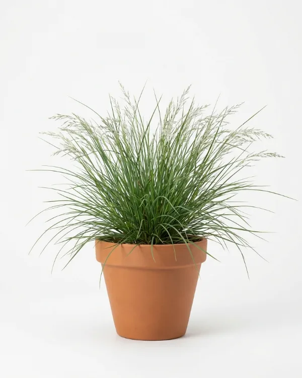 Höstälväxing (liten kruka) — Sesleria autumnalis (liten kruka)