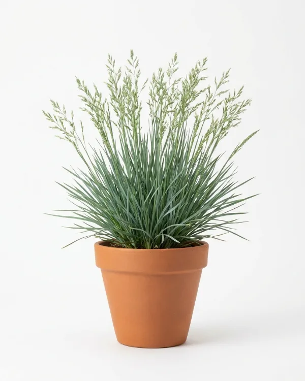 Vårälväxing (liten kruka) — Sesleria heufleriana (liten kruka)