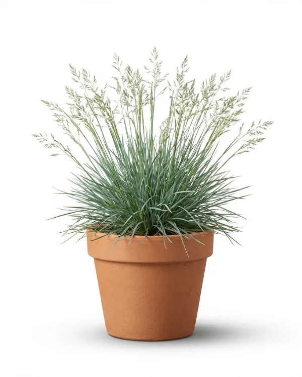 Glansälväxing (liten kruka) — Sesleria nitida (liten kruka)