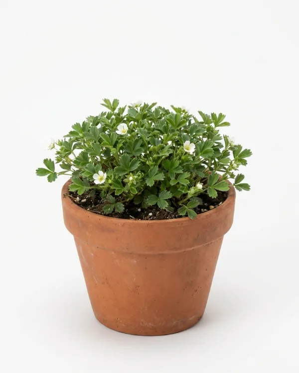 Tretandsfingerört — Sibbaldiopsis tridentata 'Nuuk' (Potentilla)