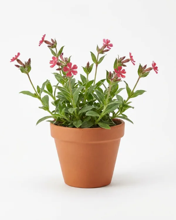 Rödblära — Silene dioica