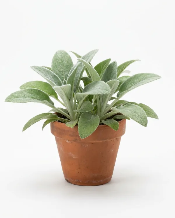 Lammöron — Stachys byzantina 'Big Ears'