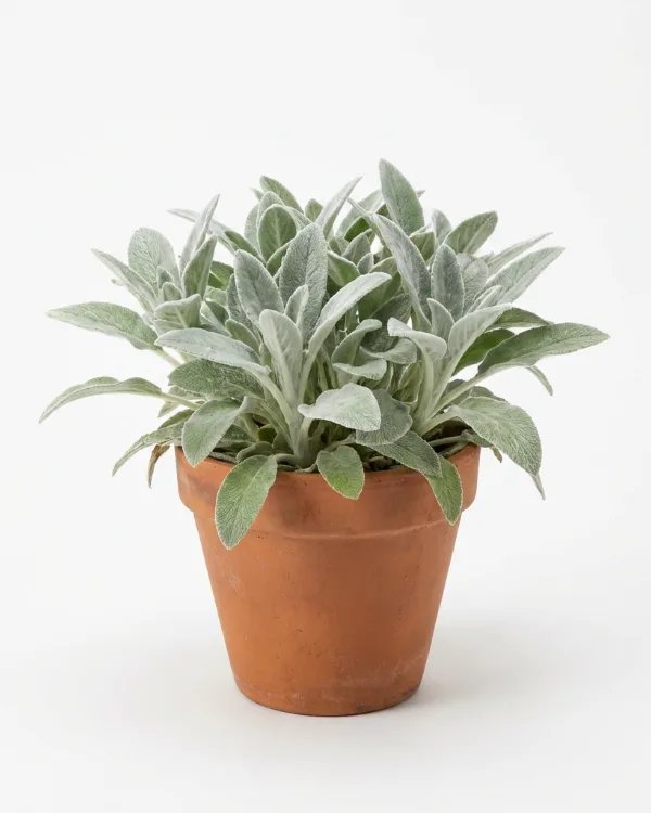 Lammöron — Stachys byzantina