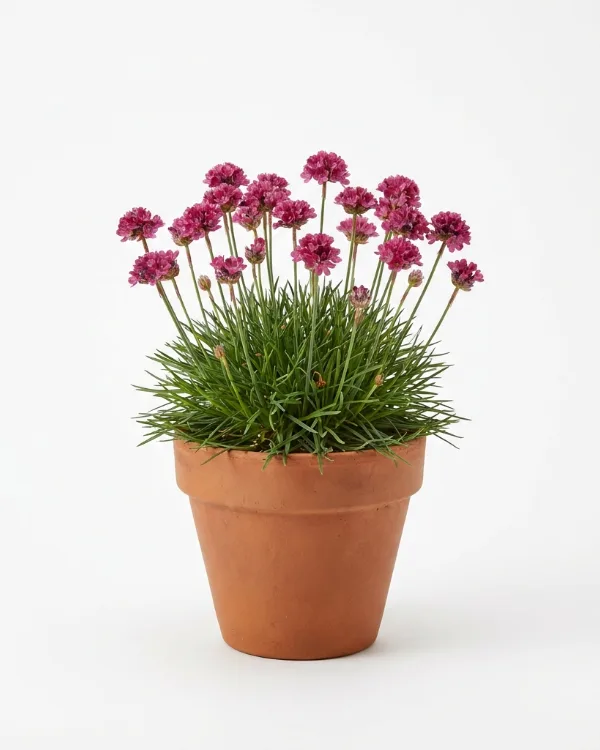 Strandtrift — Armeria maritima 'Düsseldorfer Stolz'