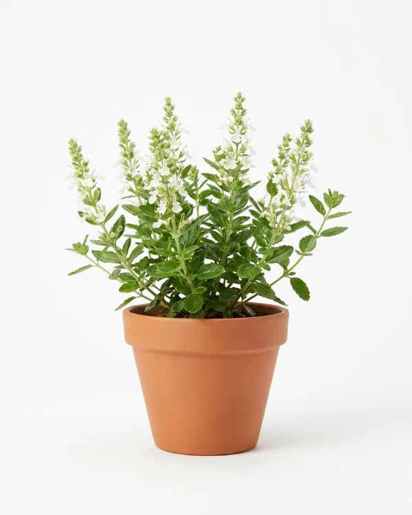 Gamander — Teucrium lucidrys 'Album'