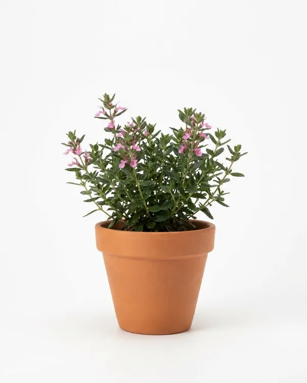 Gamander — Teucrium lucidrys