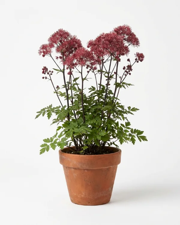 Trädgårdsruta — Thalictrum 'Black Stockings'