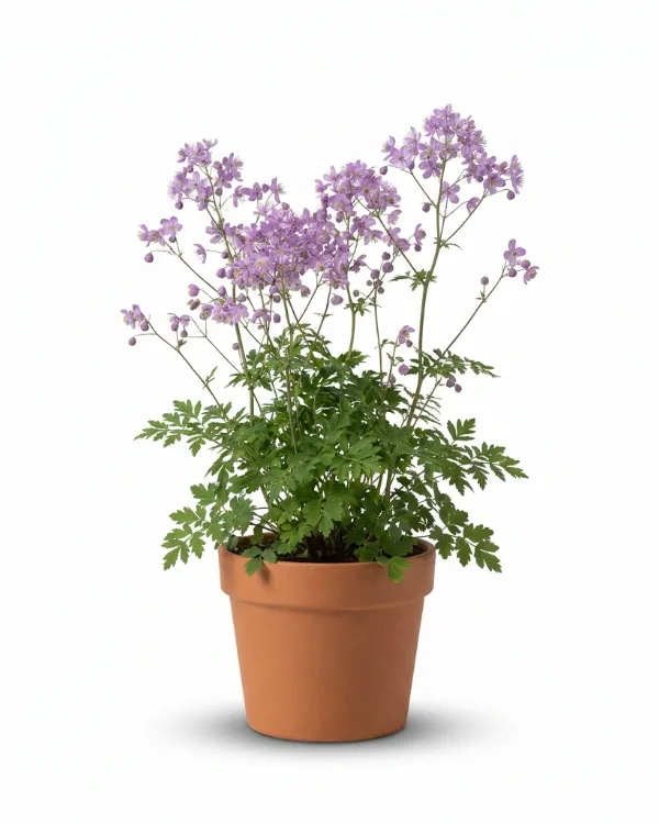 Violruta — Thalictrum delavayi 'Splendide'