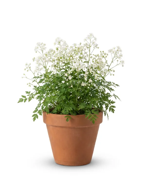 Violruta — Thalictrum delavayi SPLENDIDE WHITE