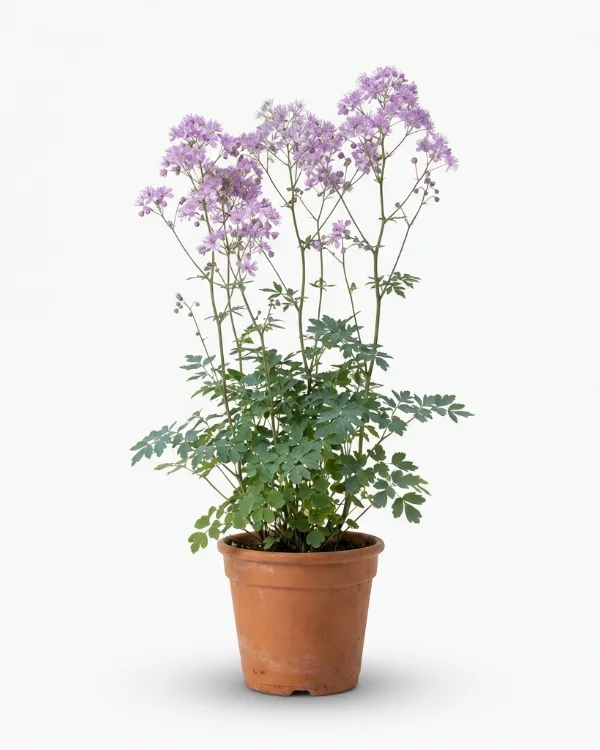 Skuggviolruta — Thalictrum rochebrunianum