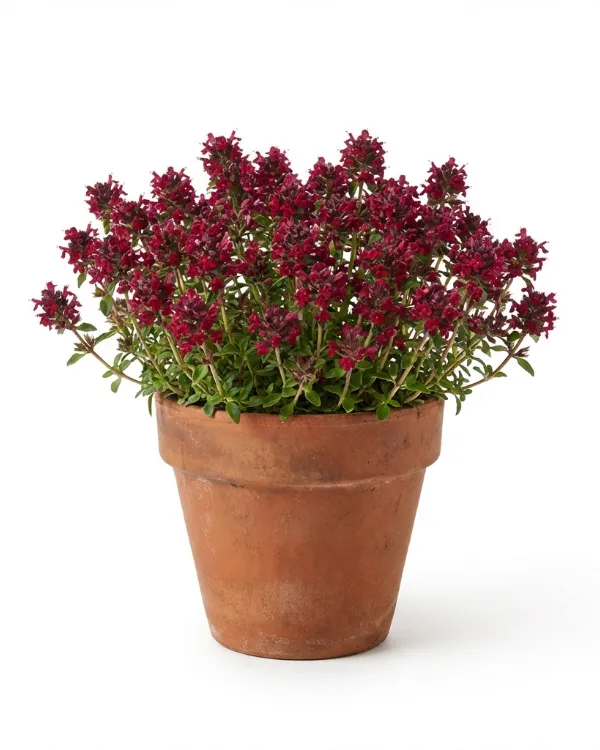 Purpurtimjan, Backtimjan — Thymus serpyllum 'Coccineus'