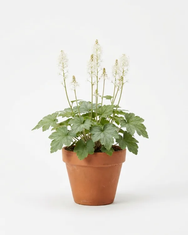 Spetsmössa — Tiarella cordifolia 'Moorgrün'