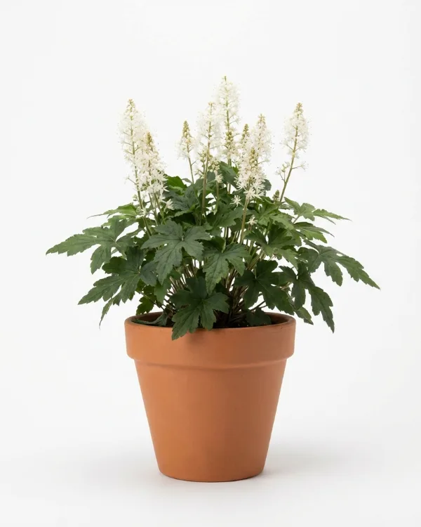 Spetsmössa — Tiarella 'Iron Butterfly'