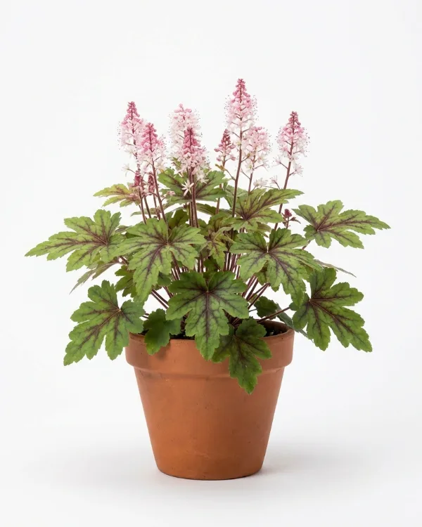 Spetsmössa — Tiarella 'Spring Symphony'