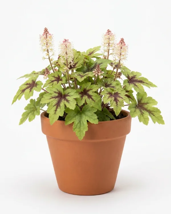 Spetsmössa — Tiarella 'Sugar and Spice'