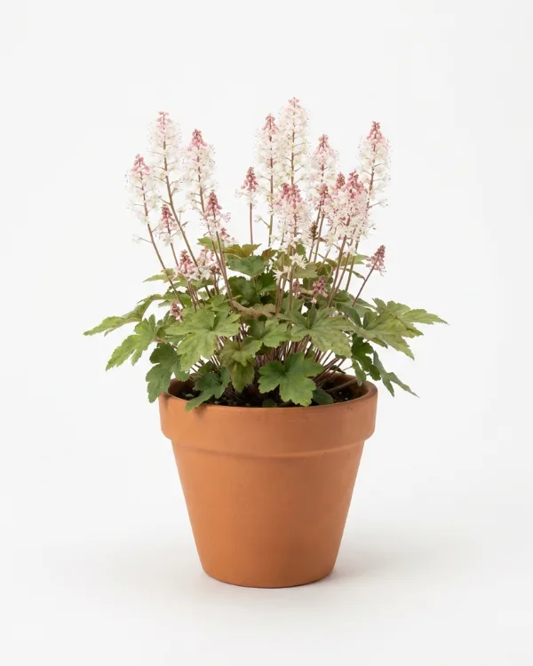 Skär spetsmössa — Tiarella wherryi