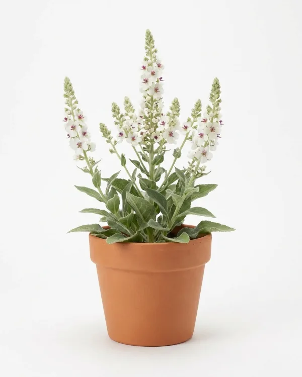 Franskt kungsljus — Verbascum chaixii 'Album'