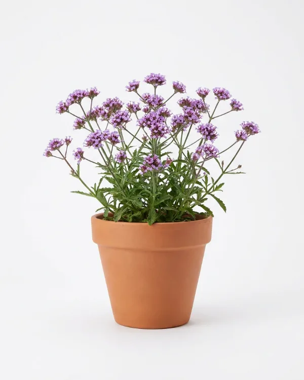 Jätteverbena — Verbena bonariensis 'Lollipop' Ny 2026