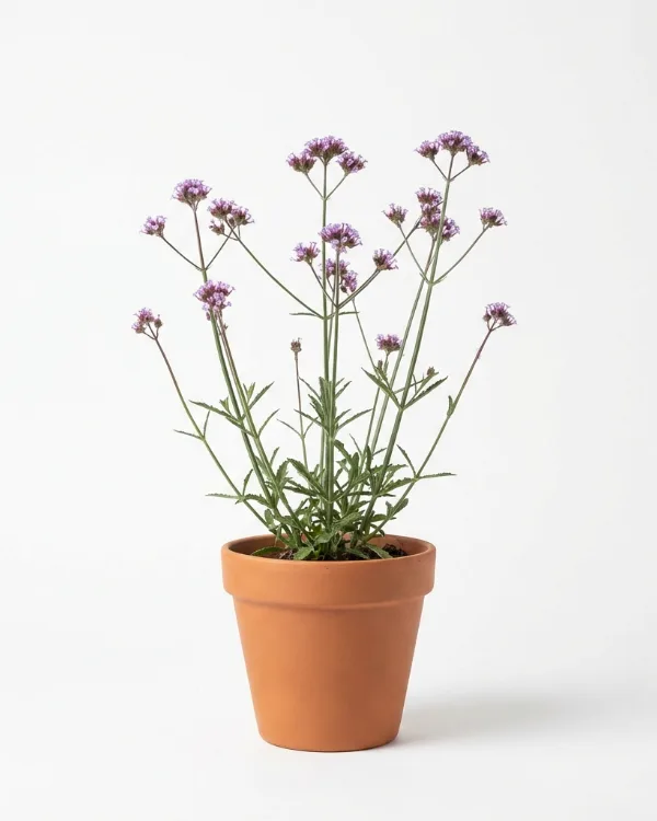 Jätteverbena — Verbena bonariensis