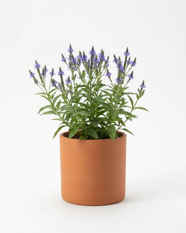 Blåverbena — Verbena hastata