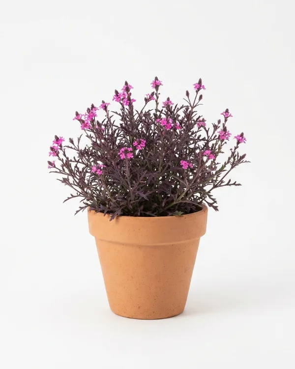 Järnört — Verbena officinalis 'Bampton'