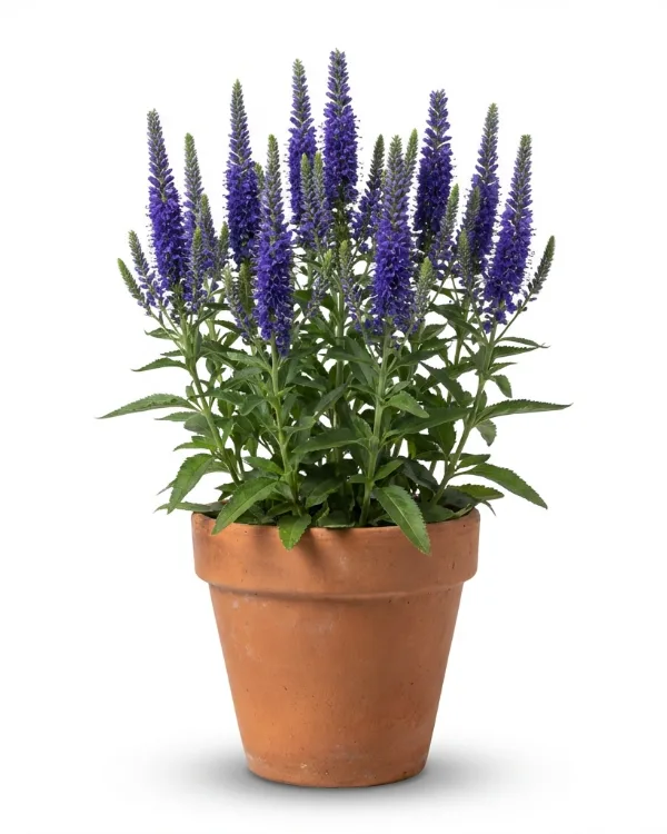 Strandveronika — Veronica longifolia FIRST GLORY