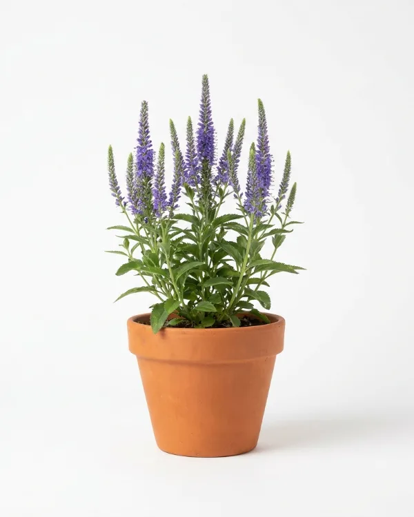 Strandveronika — Veronica longifolia FIRST LADY