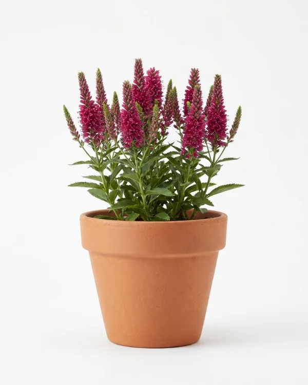 Hällveronika — Veronica media FIRST LOVE