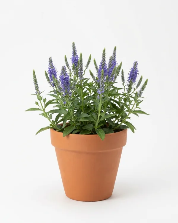 Hällveronika — Veronica media FIRST MATCH