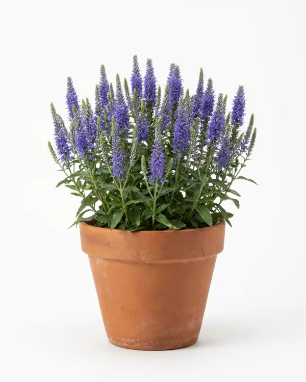 Axveronika — Veronica spicata
