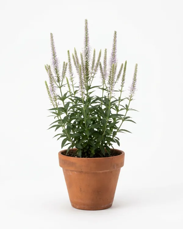 Kransveronika — Veronicastrum virg. 'Apollo' Ny 2026 Inkrukad barrot