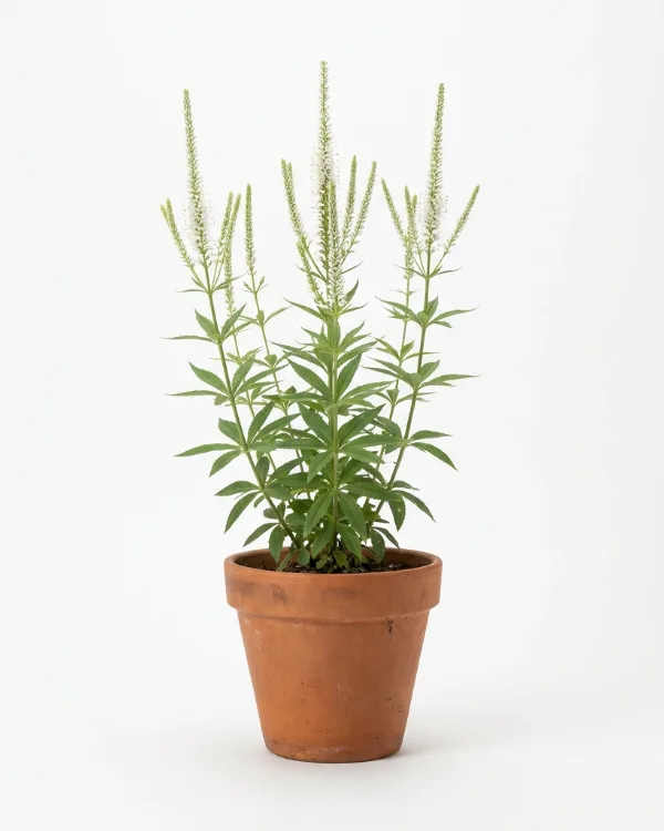 Kransveronika — Veronicastrum virginicum 'Album' Ej butiksfin