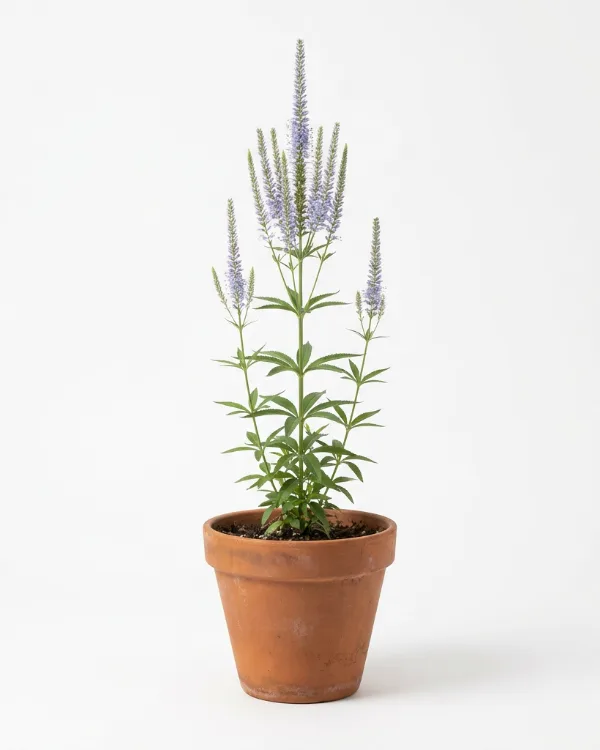 Kransveronika — Veronicastrum virginicum 'Apollo' Ny 2026