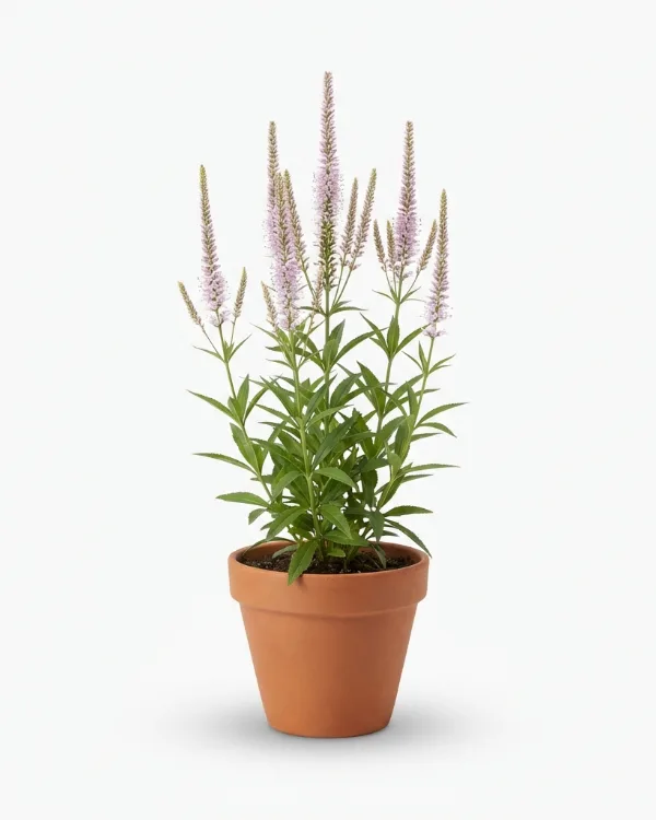 Kransveronika — Veronicastrum virginicum 'Erica'