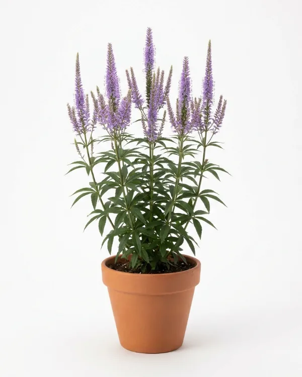 Kransveronika — Veronicastrum virginicum 'Fascination'