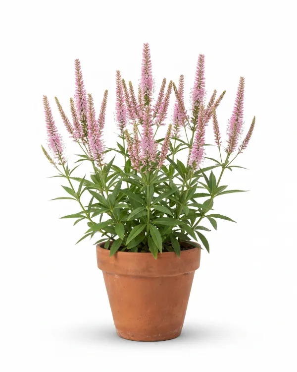 Kransveronika — Veronicastrum virginicum 'Pink Glow'