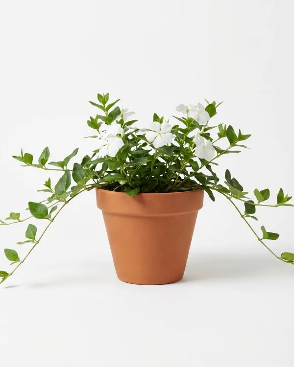 Stor vintergröna — Vinca major 'Alba'