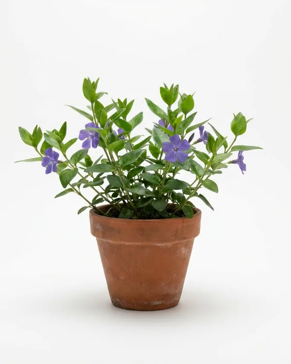 Stor vintergröna — Vinca major