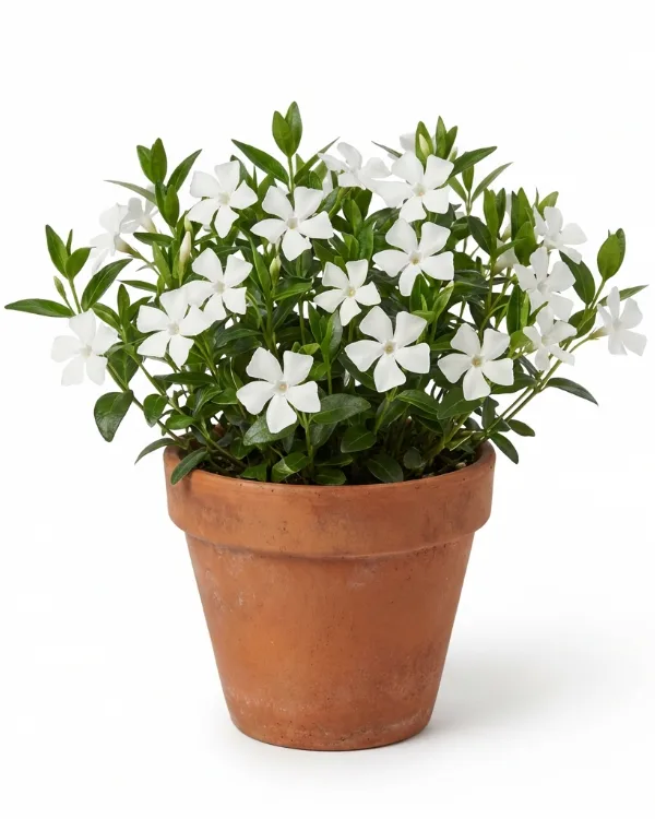 Vintergröna — Vinca minor 'Alba'