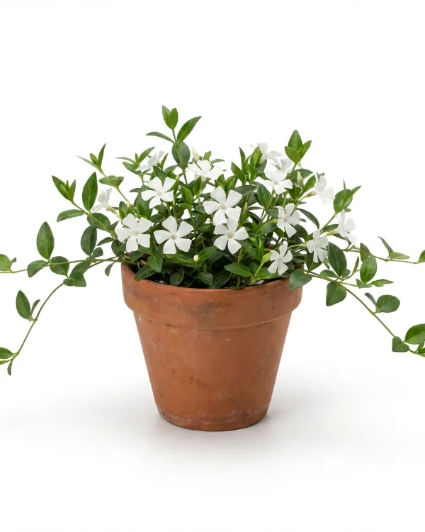 Vintergröna — Vinca minor f. alba 'Elisa'