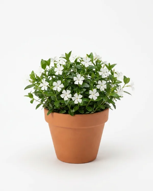 Vintergröna — Vinca minor f.alba 'Elisa'