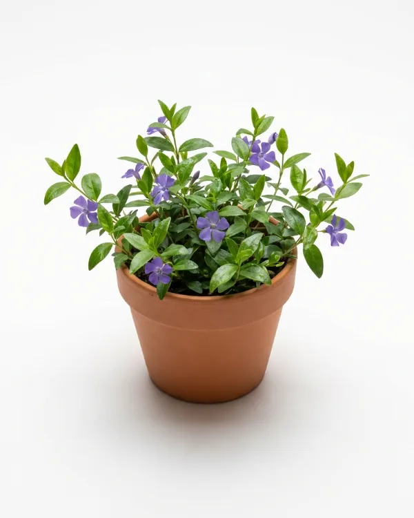 Vintergröna — Vinca minor