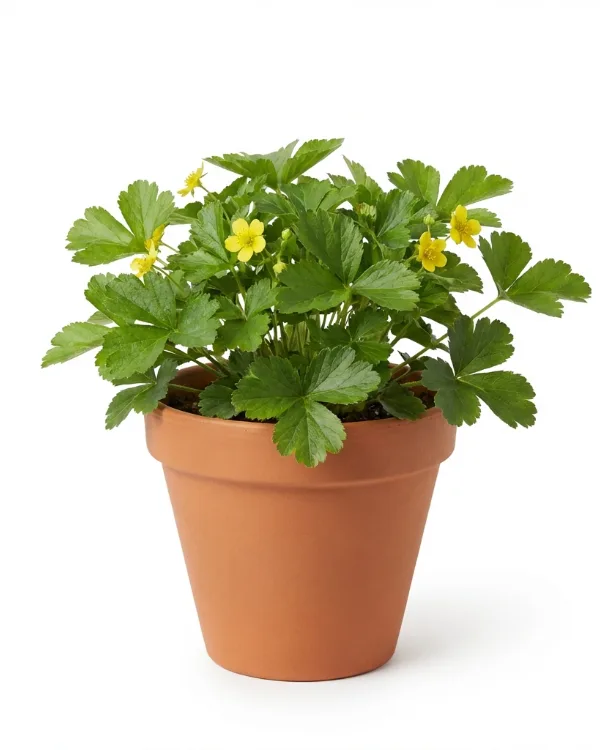 Gullgröna — Waldsteinia ternata