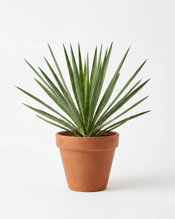 Fiberpalmlilja (liten kruka) — Yucca filamentosa (liten kruka)